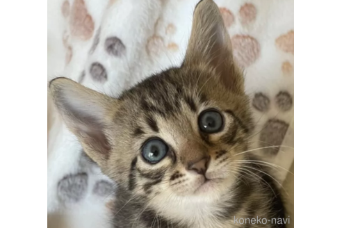 成約済の愛知県のサバンナキャット-78002の1枚目
